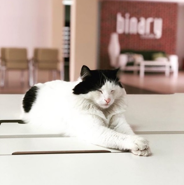 Bulka's photo